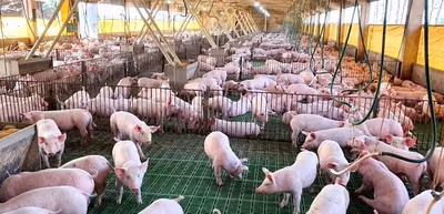 Productores porcinos critican exclusión de carne de cerdo en programa Hambre Cero