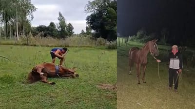 Maltrato a caballo en Misiones será sancionado por ley