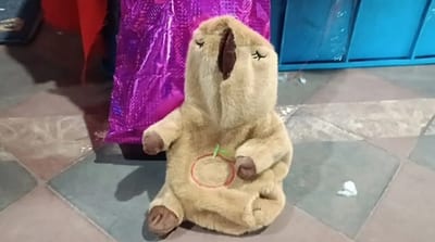 Senad incauta capibara de peluche con drogas sintéticas en Terminal de Concepción