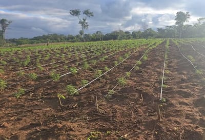 Desmantelan megainvernadero de cannabis modificado