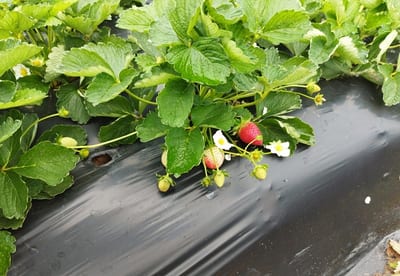 Productores de frutilla esperan buena cosecha 2025