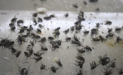 Alerta: invasión de moscas amenaza Asunción y Central