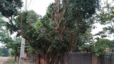 ANDE: Mala poda de árboles genera riesgos y daños