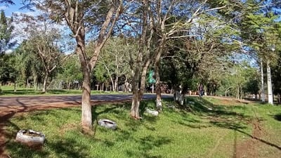 Cordillera: Convocan a sembrar 1.000 plantines nativos