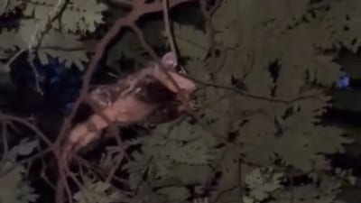 Crueldad animal en Luque: investigan muerte de un mykurẽ
