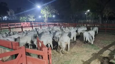 Recuperan 500 cabezas de ganado de estancia de Lalo Gomes