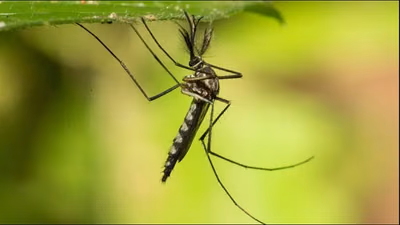 Invasión de mosquitos aumenta tras lluvias y calor