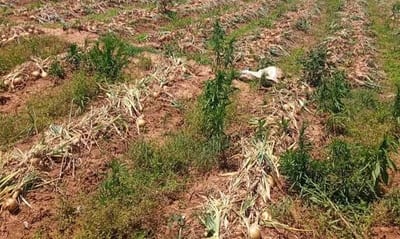 Productores llevarán sus cosechas al DNIT en protesta masiva