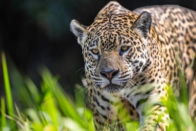 Día del Jaguareté: WWF celebra avances y activa conservación
