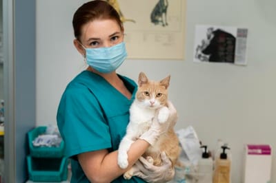 Hospital veterinario público será realidad en Paraguay