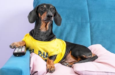 ¿Dejarías prendida la TV a tu perrito cuando se queda solo?