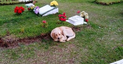 Nueva ley en São Paulo autoriza entierro conjunto con mascotas