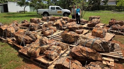 Brasil devuelve a Paraguay troncos fósiles de 250 millones de años
