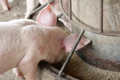 Exportación de carne porcina marca récord histórico