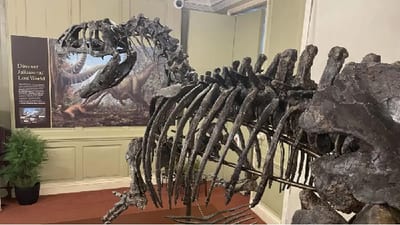 Museo en Reino Unido expone dinosaurio de 6 metros