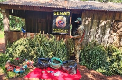 Senad elimina producción de cannabis de alta potencia