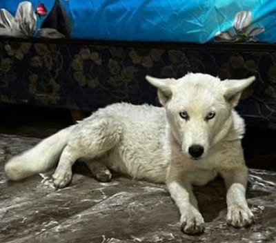 Cae “La Paraguaya” con marihuana y un lobo blanco en Argentina