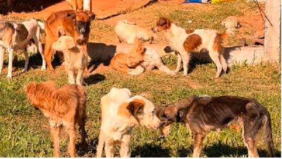 Rescatan perros de vivienda insalubre en Ypané