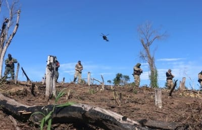 Reforestarán áreas afectadas por marihuana