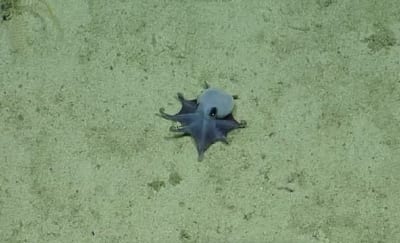 Pulpo azul de Galápagos: descubren nueva especie