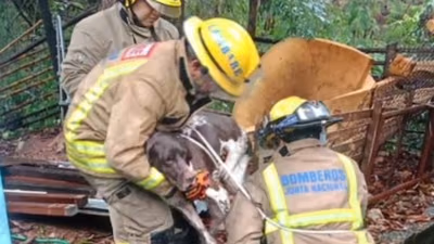 Bomberos rescatan a un perro arrastrado por el raudal al arroyo Lambaré