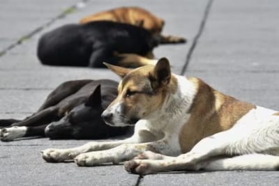Bienestar Animal impulsa nueva jornada de castración