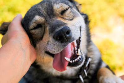 Acariciar a un perro podría reducir la respuesta al estrés