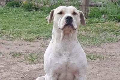Investigan a asistente fiscal por presuntamente matar a un perro de 11 disparos