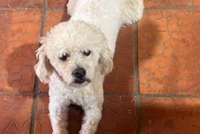 Condenan a tres años de cárcel a hombre que mató a un perro en Itauguá