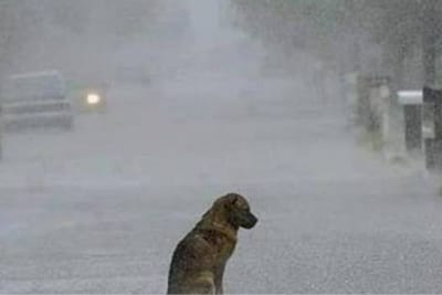 Dejar mascotas bajo la lluvia es maltrato y está penado por ley