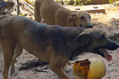 Denunció a su mamá por maltrato animal para vengarse