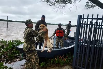 Armada rescata animales por inundaciones en Ayolas
