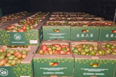 Paraguay exporta por primera vez 28 toneladas de tomate a Brasil