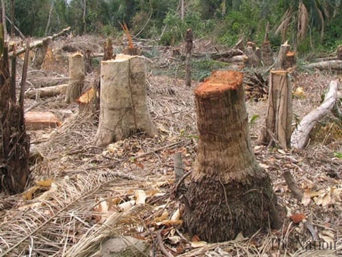 “Nuestros bosques están desapareciendo, ellos ya no pueden esperar”