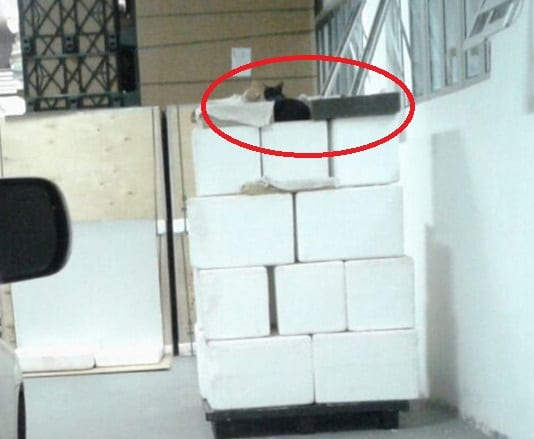 Animales pululan en depósito de vacunas