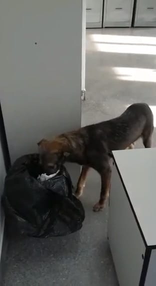 Animales pululan en depósito de vacunas