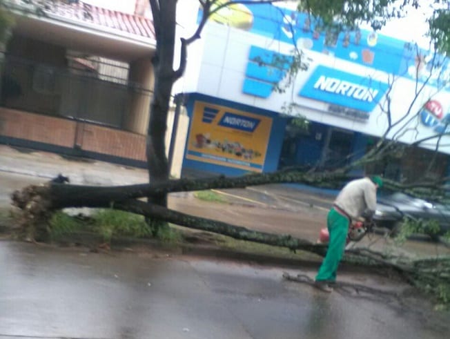 Temporal deja decenas de árboles caídos en Asunción