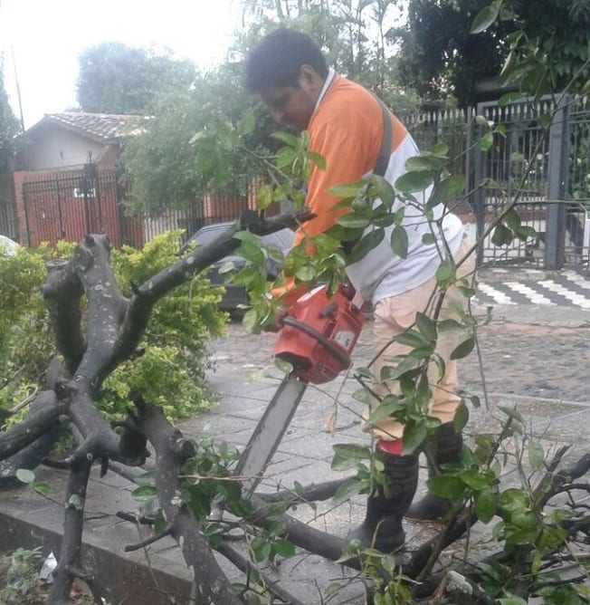 Temporal deja decenas de árboles caídos en Asunción