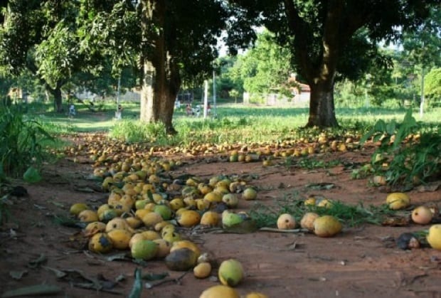 Exportarán mangos paraguayos a Europa