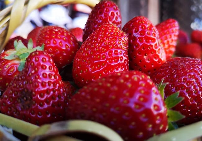 Producción de frutilla se mantiene y perdurará pese a falta de apoyo estatal
