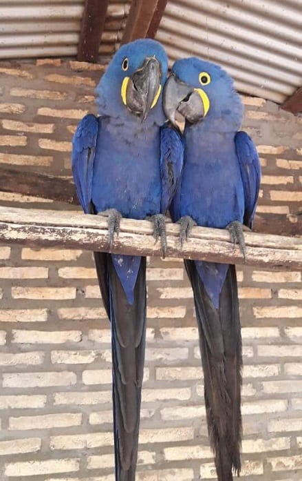 Guacamayos rescatados se encuentran en buen estado y protegidos en el zoo