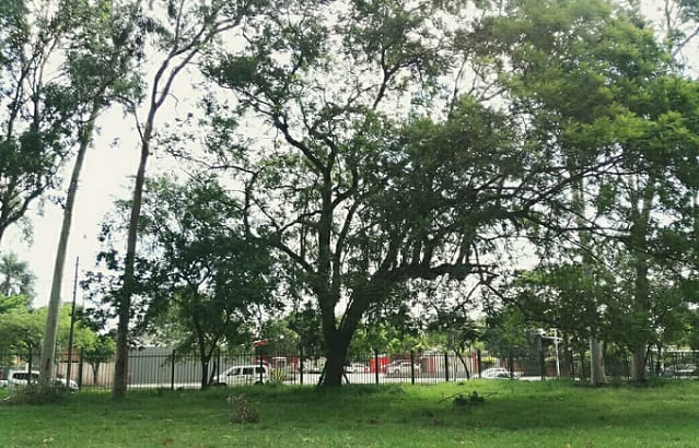 Botánico: Autoridades violan leyes ambientales y patrimoniales, denuncian