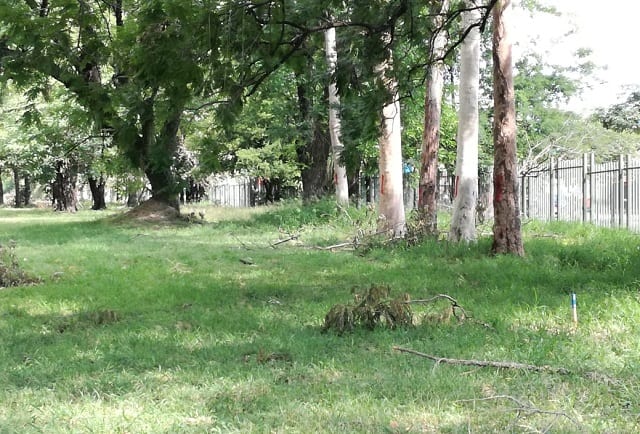 Instan a fotografiarse con árboles que serán derribados en el Botánico