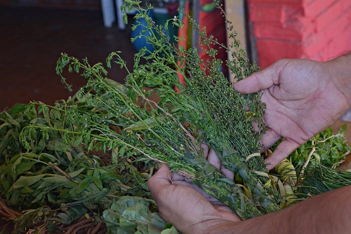 Conozca los 10 yuyos más solicitados para el “tereré pantano”