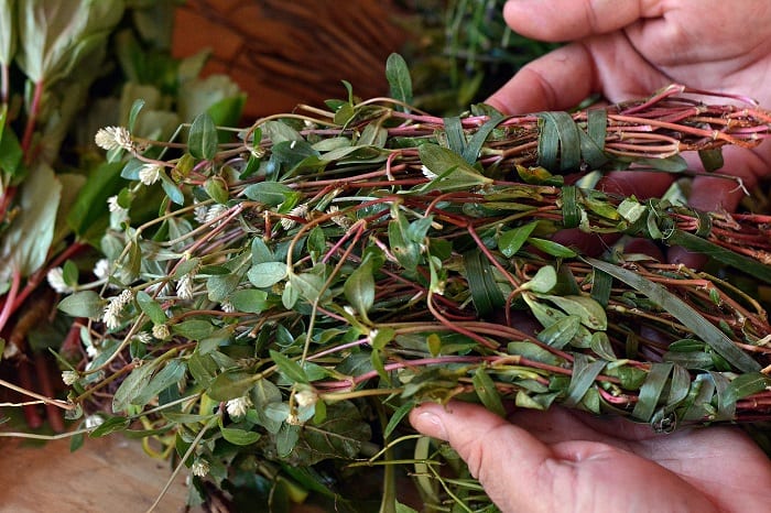 Conozca los 10 yuyos más solicitados para el “tereré pantano”