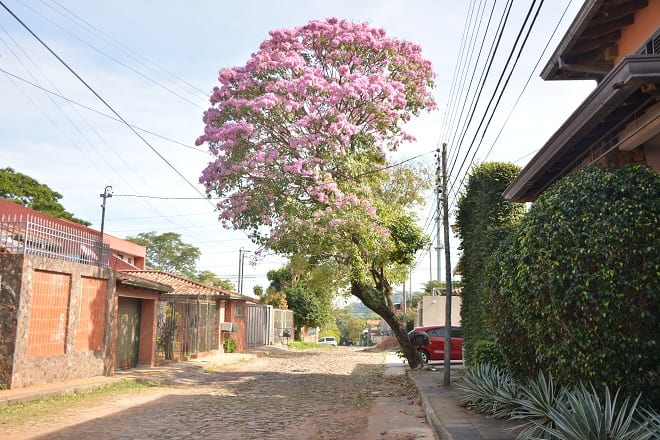 Un orgullo de Paraguay: 11 hermosas postales del lapacho rosado
