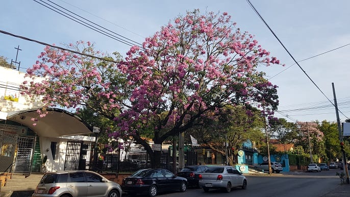 Un orgullo de Paraguay: 11 hermosas postales del lapacho rosado