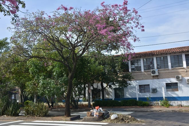 Un orgullo de Paraguay: 11 hermosas postales del lapacho rosado
