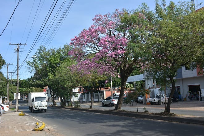 Un orgullo de Paraguay: 11 hermosas postales del lapacho rosado