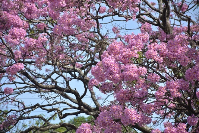 Un orgullo de Paraguay: 11 hermosas postales del lapacho rosado
